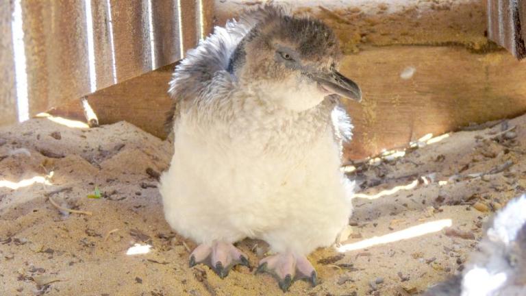 Junger Pinguin